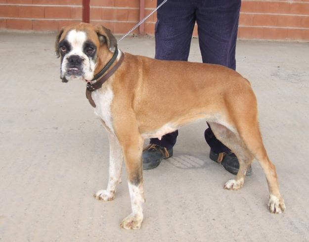 BOXER EN ADOPCION O ACOGIDA URGENTE