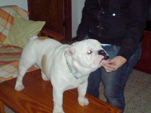 Bulldog ingles disponible para montas