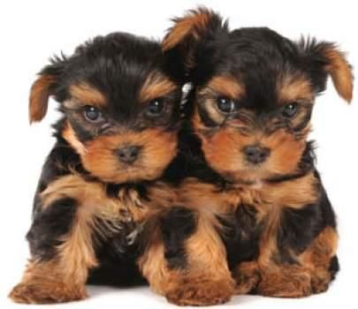 cachorros de Yorkshire terrier