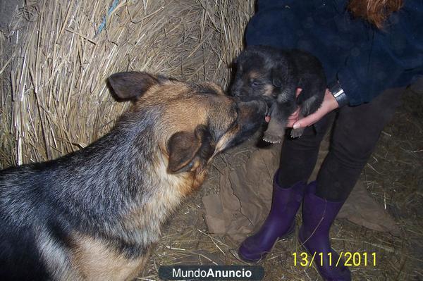 CACHORROS PASTOR ALEMAN ECONOMICOS