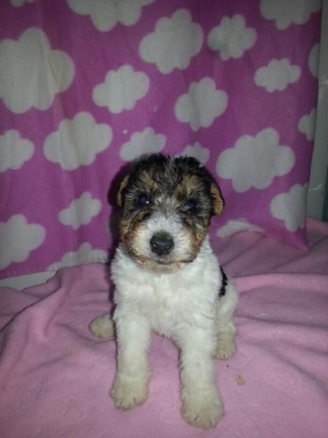 Foxterrier de pelo duro