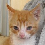 Gatito naranja de 2 meses necesita un hogar para sobrevivir