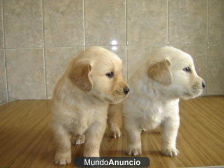 golden retriever macho