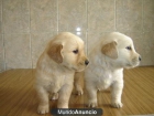 golden retriever macho - mejor precio | unprecio.es