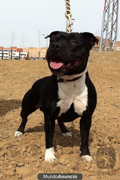 impresionante camada de staffordshire bull terrier rojos