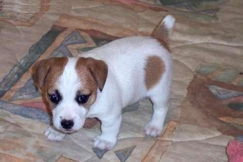 Jack Russell Terrier  con 3 meses , oportunidad