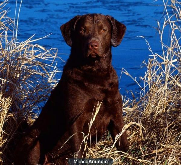 LABRADOR RETRIEVER CHOCOLATE