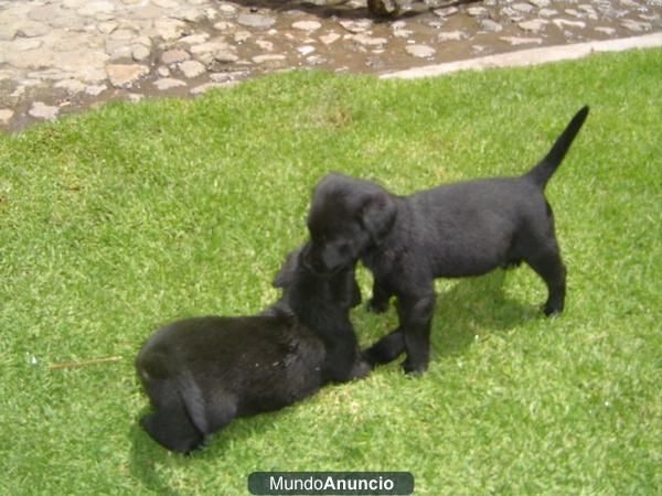 labradores negros y dorados con dos meses llamame y te los enseño