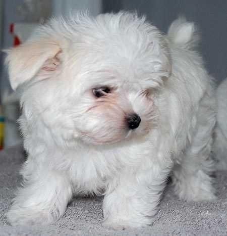 perritos malteses masculino y femenino.