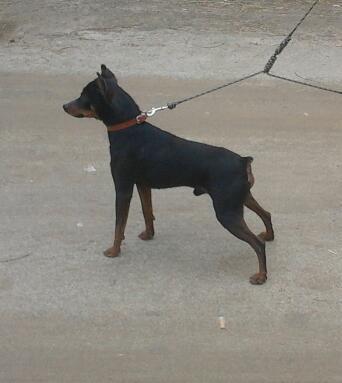 pinscher de calidad