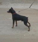 pinscher de calidad - mejor precio | unprecio.es