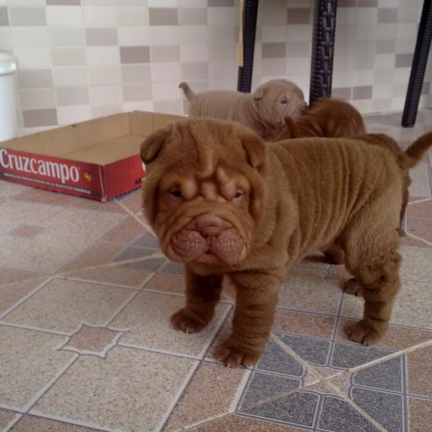 Shar Pei chocolate con pedigree LOE