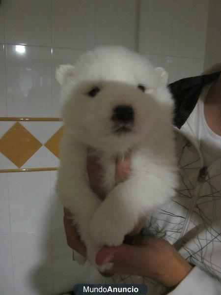 Ultima perrita de samoyedo