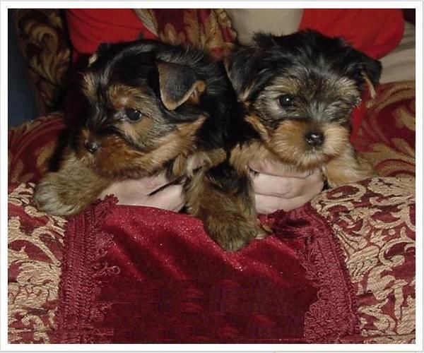 yorkie cachorros..