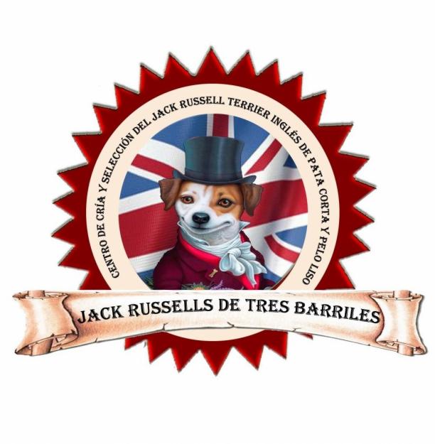 Jack Russell Inglés de 8 semanas disponible.