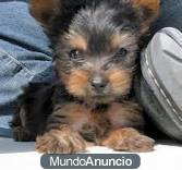 hembra Yorkshire terrier 2 años  100   euros.