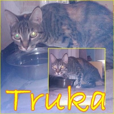 TRUKA, ¿quién te quiere a ti?