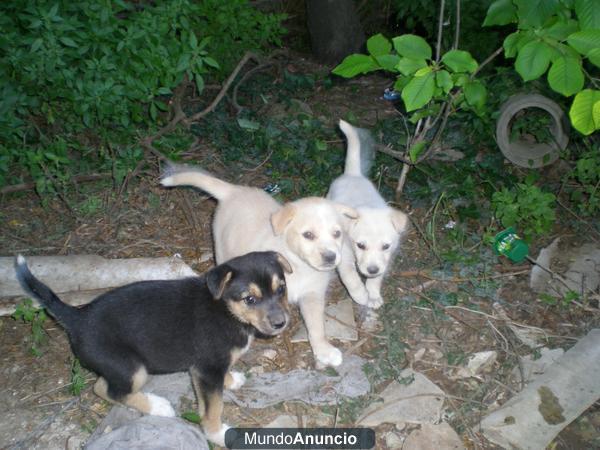 8 CACHORROS  EN ADOPCION !!!URGENTE!!!