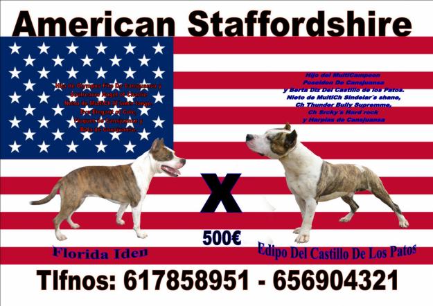 cachorros de american staffordshire