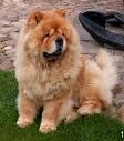 chow chow hembra de muchisima calidad con pedegree