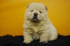 Excelentes Cachorros de Chow Chow, color blanco, de alta calidad - mejor precio | unprecio.es