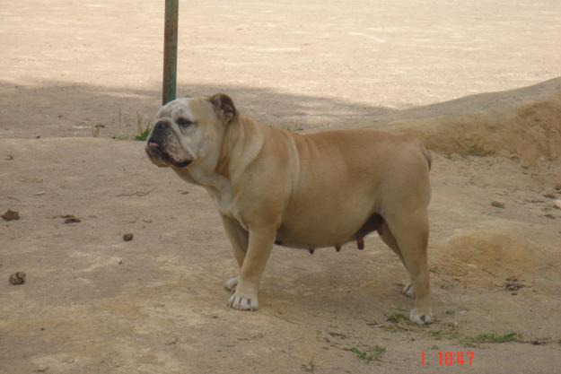 extraordinarios cachorros de bulldogs ingles