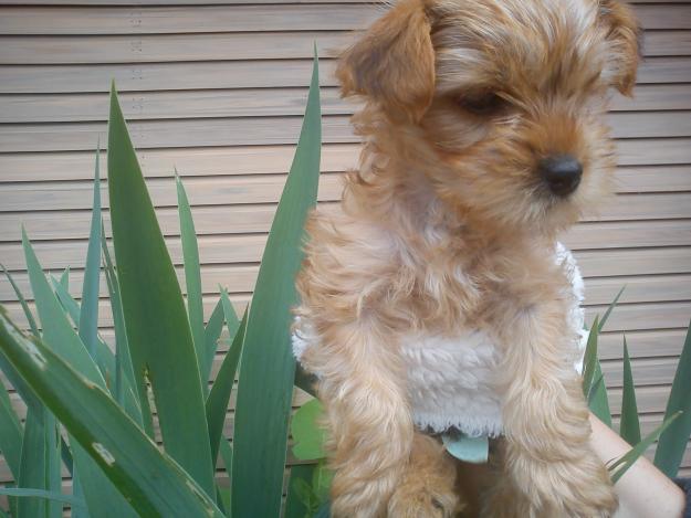 Se vende yorkshire terrier rubio