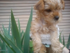 Se vende yorkshire terrier rubio - mejor precio | unprecio.es