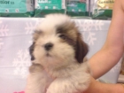 SHIH TZU, perros, cachorros, criadero, venta. Preciosa camada, se entrega a partir de los 2 meses. Somos un criadero q - mejor precio | unprecio.es