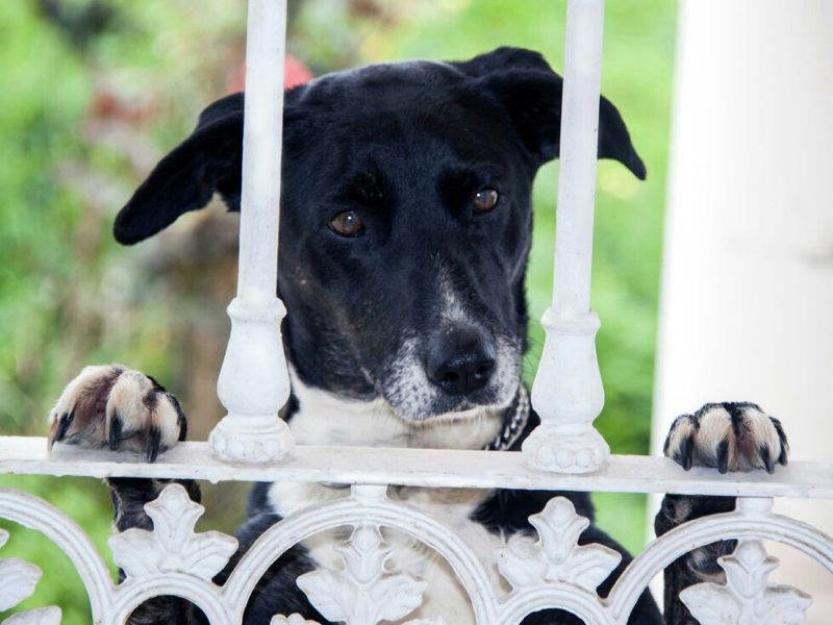 Soy un perro muy amable y cariñoso.....Me urge encontrar un hogar!