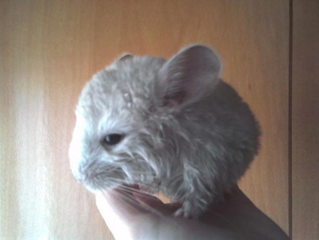 Vendemos 2 chinchillas macho beige hetero