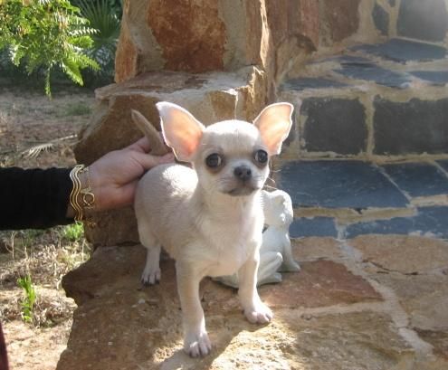 vendo cachorrita de chihuahua blanca