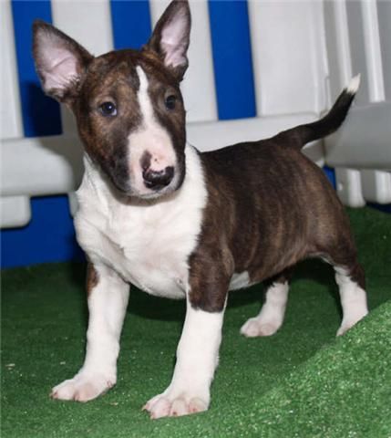 Cachorritos de Bullterrier, economicos