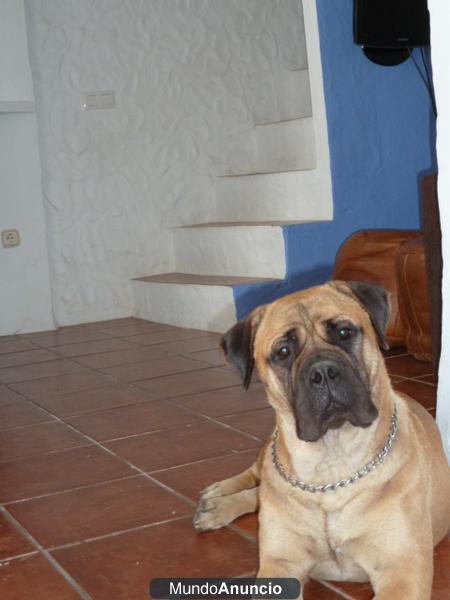 Camada bullmastiff