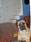 Camada bullmastiff - mejor precio | unprecio.es