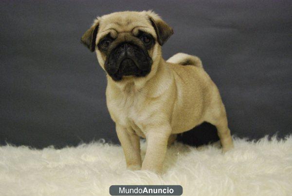 CRIADORES DE CARLINO CON PEDIGREE