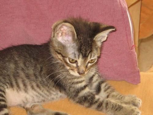 PIXI, GATITO EN ADOPCION