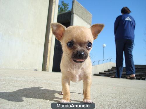 Regalo 2 Chihuahua cachorros