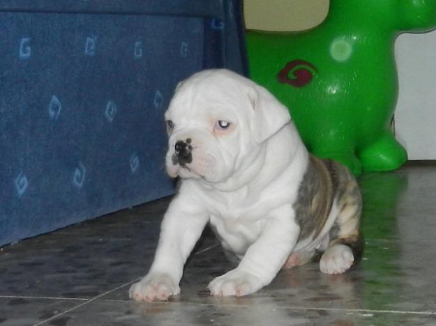 Cachorro de Bulldog americano