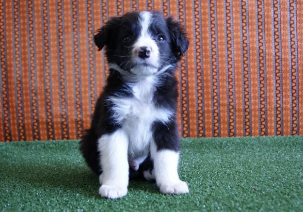 Cachorros de Border Collie, Centro Canino