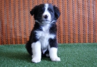 Cachorros de Border Collie, Centro Canino - mejor precio | unprecio.es