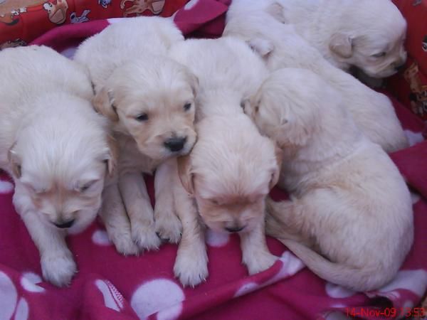 Cachorros Golden Retriver