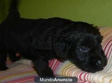 Camada Schnauzer Mediano Negro