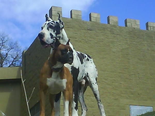 dogo aleman para montas