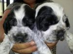 En venta cachorros de cocker spaniel ingles