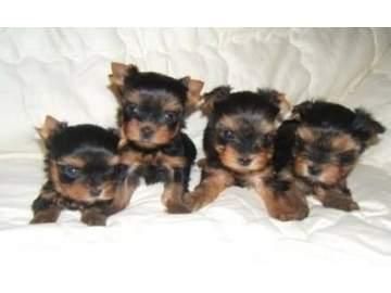 Hermosa, dulce cachorros de Yorkshire terrier