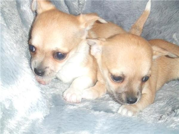 magníficos chihuahua cachorros disponibles 150