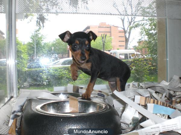 Mini pinscher machos y hembras a 288 euros