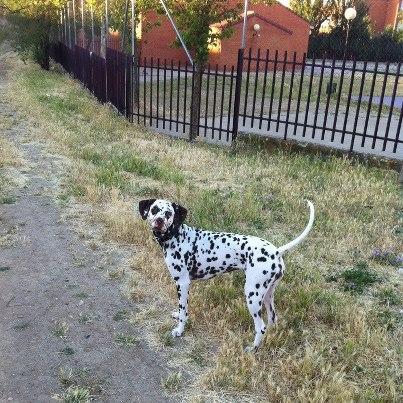 Se regala perra dalmata pura raza con 1 año y 7 meses....