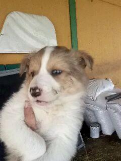 se vende camada de border collie